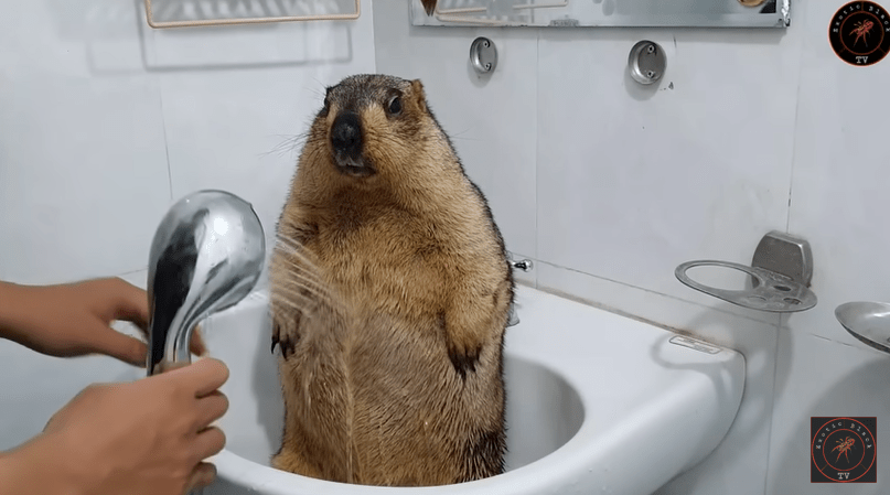 the chronicles of seinfeld&nbsp;1